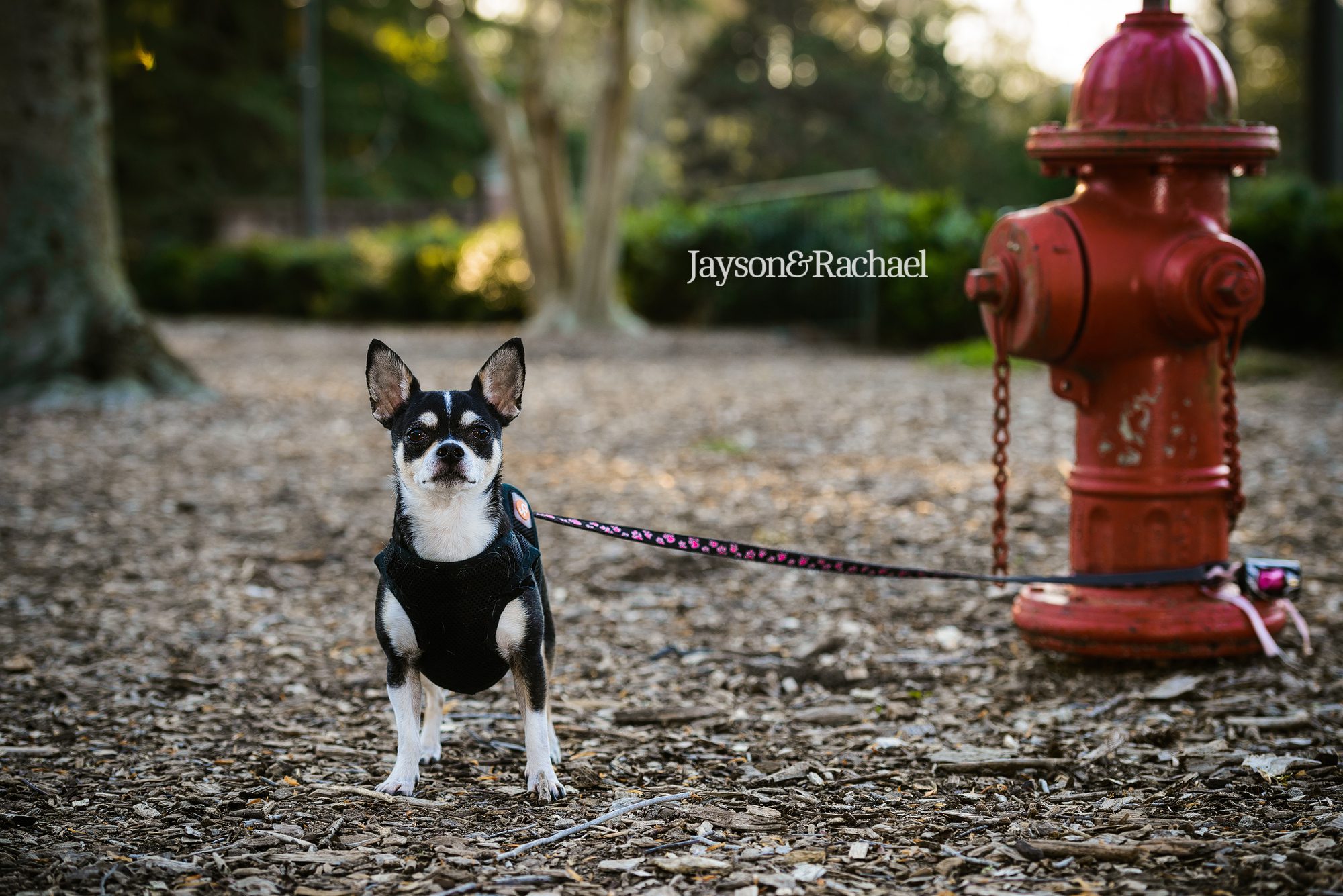 Engagement session with a dog