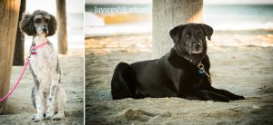 Outer Banks Family Pictures Family Dogs